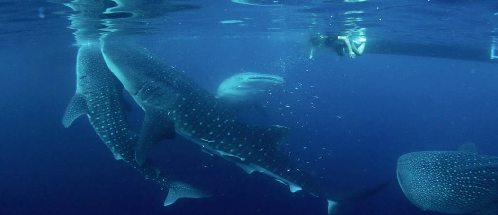 Sumbawa Holiday Tour, We are trusted and experienced tour operator for Sumbawa Island, Specialist and Experienced for Whale Sharks Excursions. 
We are always become top list for best Sumbawa assistance, by providing with all information you need.