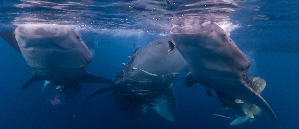 Sumbawa Holiday Whale Shark tours are rapidly gaining popularity all around the world, and one of the most incredible places to swim, or snorkeling with these gentle giants is in Sumbawa. We are Sumbawa Holiday Providing an unbelievably exhilarating experience and even if you prefer to watch from the boat, their sheer size and grace will give you a completely new perspective. There's no better place on Earth to see or swim with these beautiful creatures, Saleh Bay - Sumbawa, is Home for Whale Sharks, By providing with all this information collected by Conservation International is More than 100 Whale Sharks Surround Saleh Bay, and Several of them have been tracked by Conservation International (----) You are able to track them by live tracker, We always providing you the most up-to-date information on them you will see during the tour.